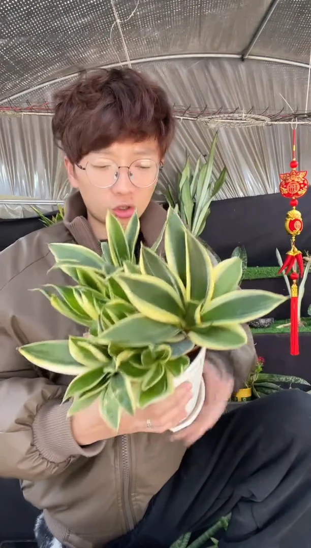 【闪购商品】带盆土荷花兰3棵9.9