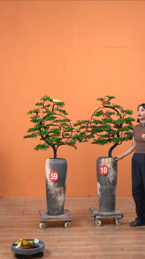 无花朵G*d广东小叶紫檀