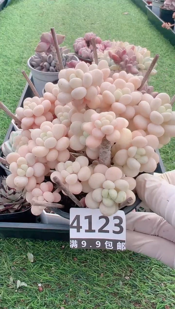 【闪购商品】信福多肉一物一拍