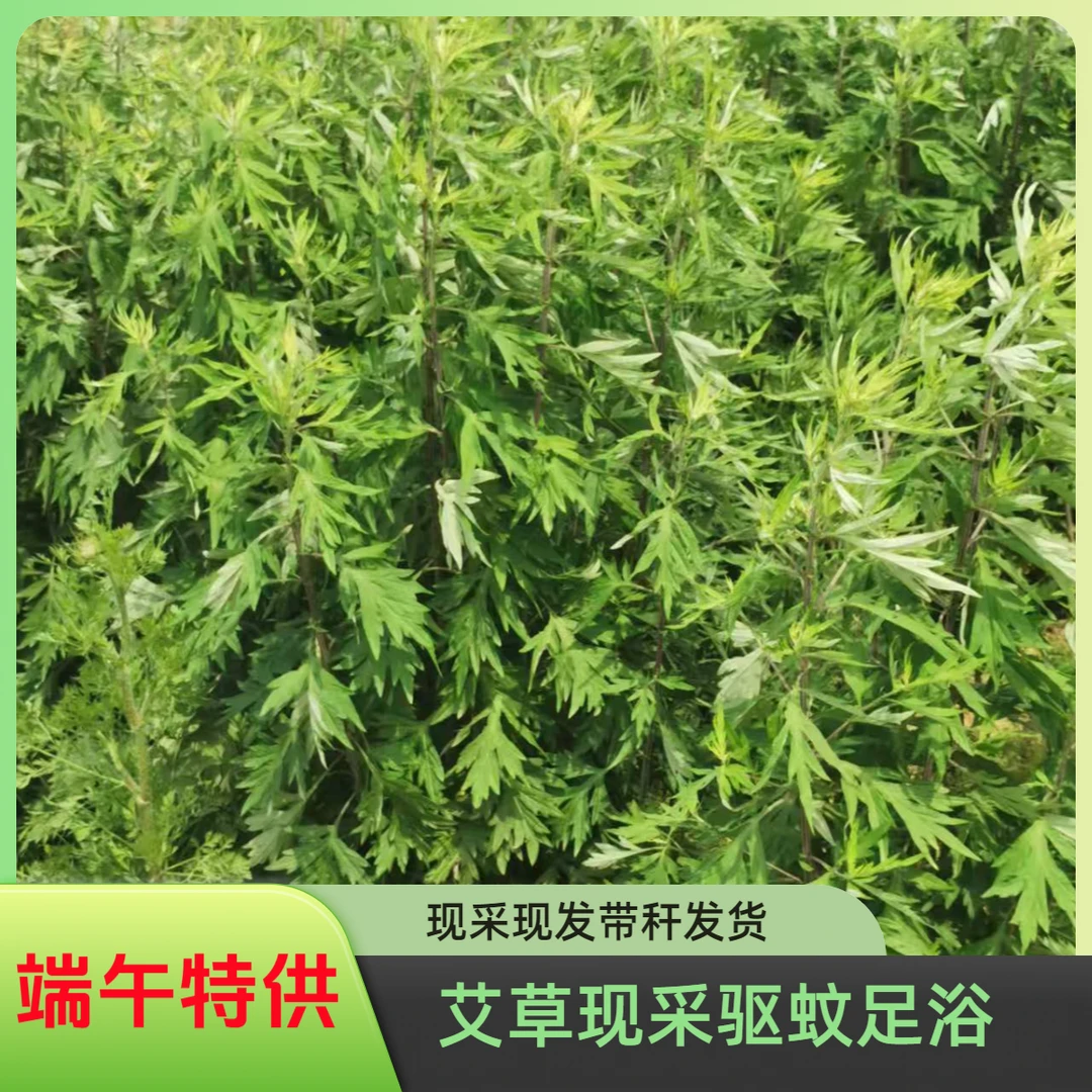 端午推荐新鲜艾草驱蚊泡脚挂饰现采现发