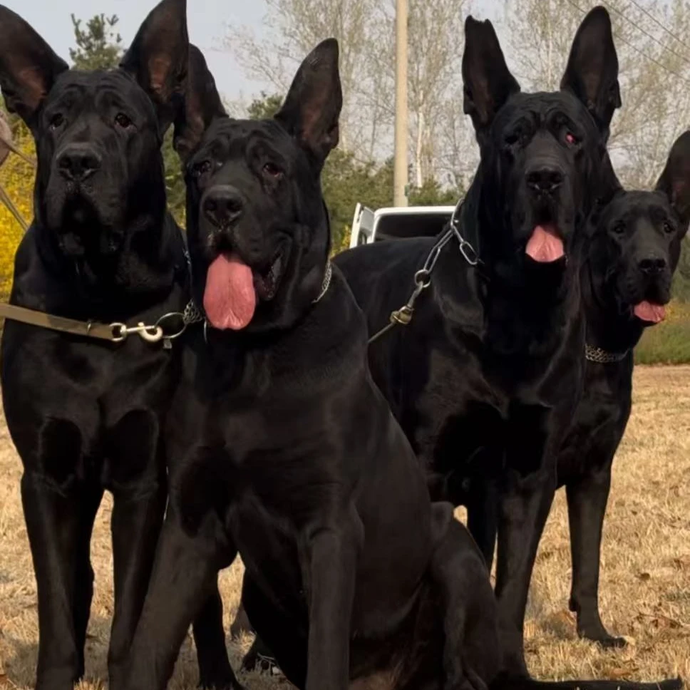 （小爽家）T狗狗活体