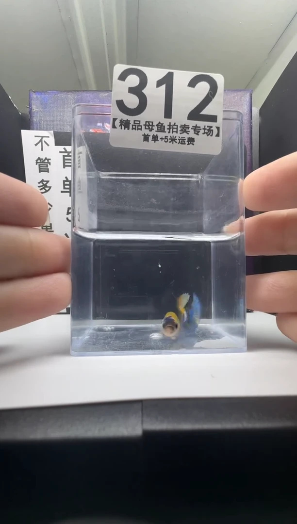 斗鱼母鱼编号：312