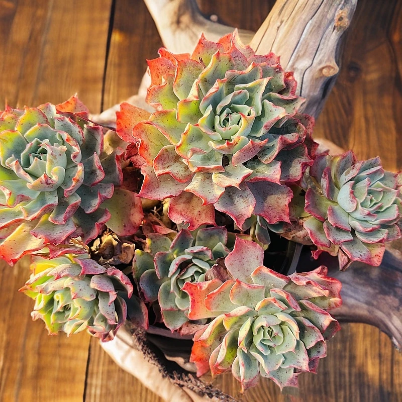 梓轩多肉（老桩多头海啸）只卖对版大货老桩多肉，全场一单就包邮