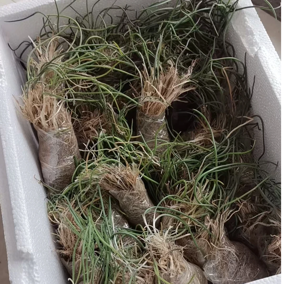 【内蒙新鲜沙葱根苗】独立保鲜膜包裹现挖现发阳台盆栽菜类新鲜蔬菜