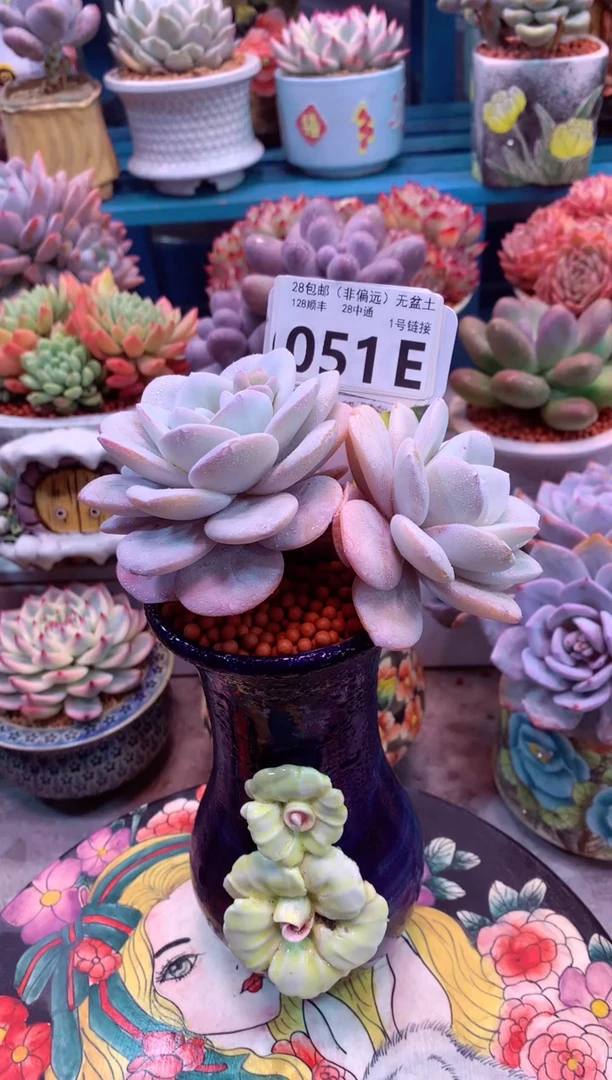 雪莲051E（一物一拍，精品多肉，w所见即所得