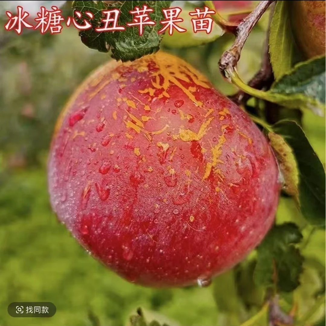 嫁接冰糖心苹果树苗正宗丑苹果苗耐寒南北方种植盆栽地栽当年结果
