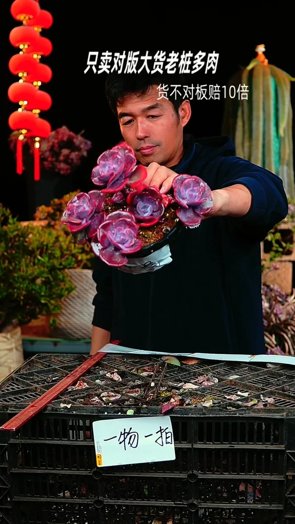 【闪购商品】54号尘埃玫瑰