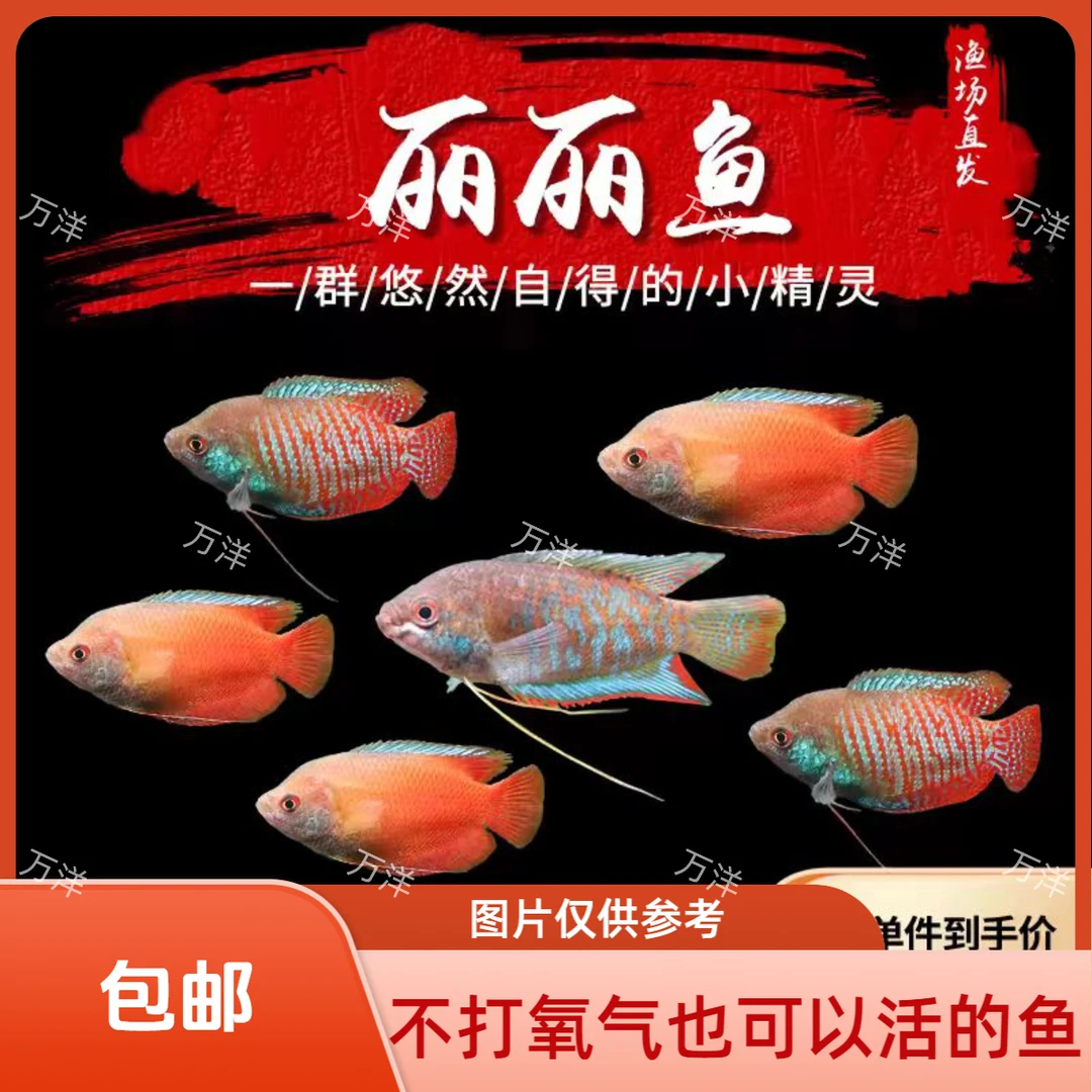 万洋精品 七彩丽丽 观赏鱼斗鱼灯科鱼小型混养发货活体水族曼龙