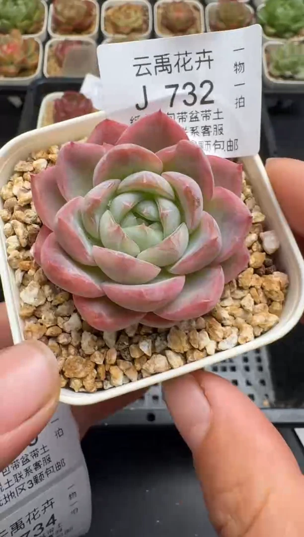 732J云禹多肉植物 带盆土纸巾打包 当天拍3颗包邮
