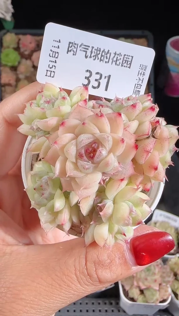 1115-331群生不包整