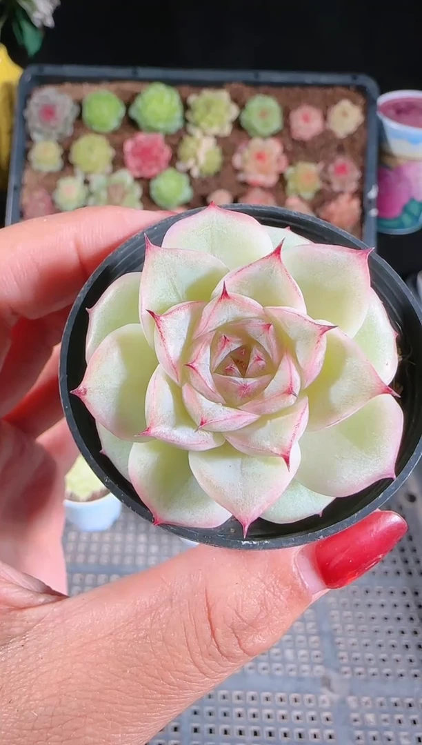 1126-150xx59群生不包整