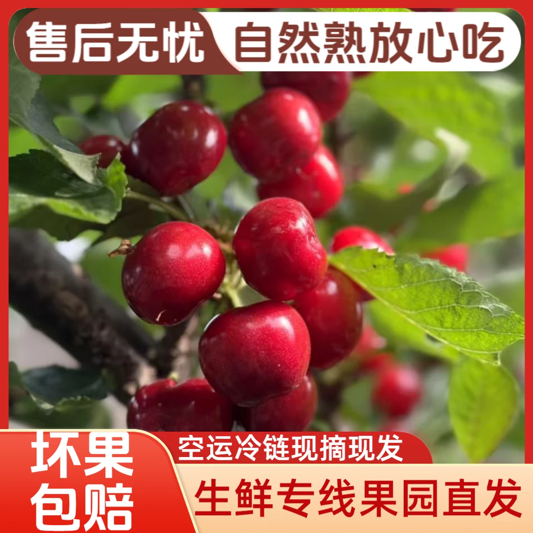 山东露天大樱桃新鲜水果当天采摘空运冷链2J5斤一箱