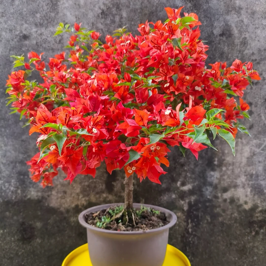 【福袋专属】福利带盆带土观赏耐活勤花三角梅