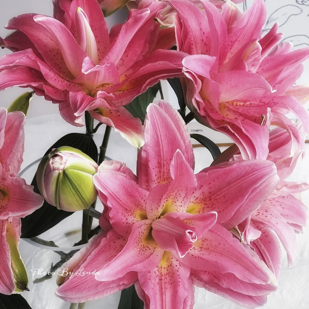 上海种业振东【红蜜糖/红贵妃】百合鲜切花重瓣百合云南直发顺丰