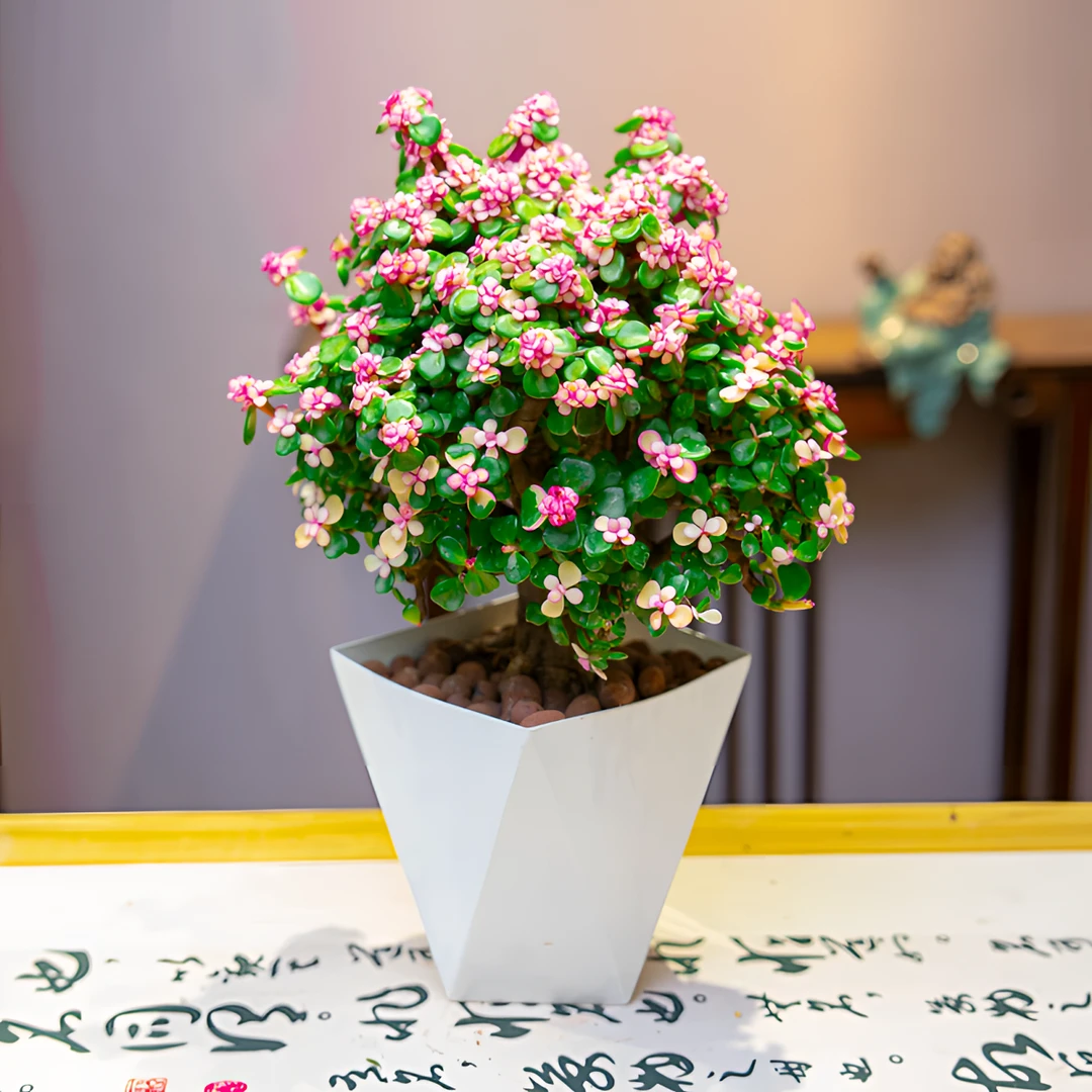 【带菱形盆】金枝玉叶室内外好养美观净化空气的绿植盆栽花卉