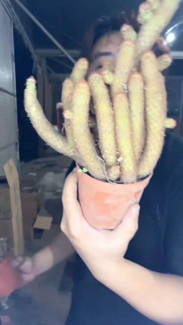 3颗 大号 金手指 群生【带根】