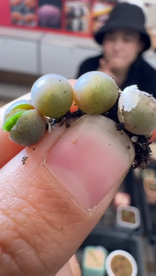 【闪购商品】6-9妖姬空蝉ts一颗