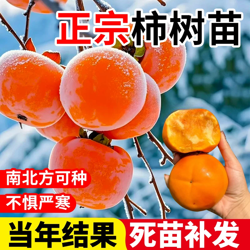 柿子树苗脆甜柿无核柿南北方种植庭院当年结果火晶嫁接太秋柿子树