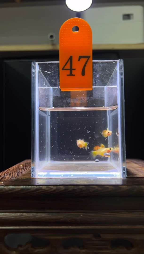 孔雀鱼皇家日落普通体4