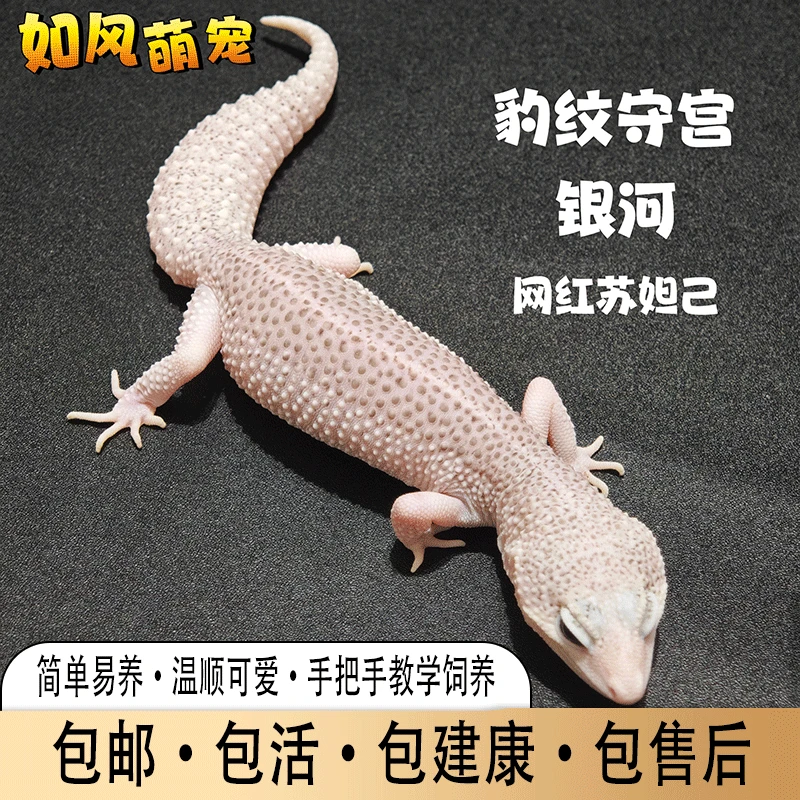 豹纹守宫蜥蜴新手入门好养活温顺可爱活体爬宠可爱网红苏妲己萌宠