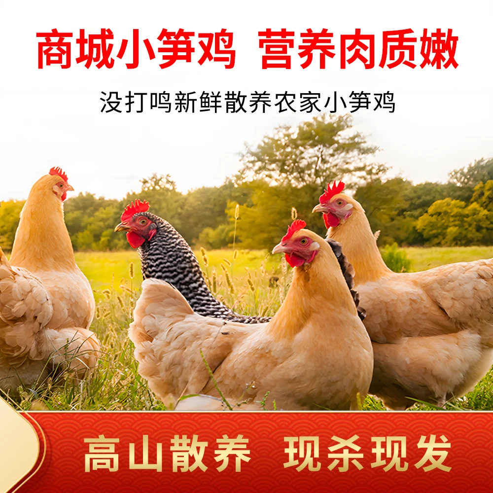 【散养小笋鸡称重】山林散养仔鸡肉质鲜嫩童子鸡顺丰包邮爆炒