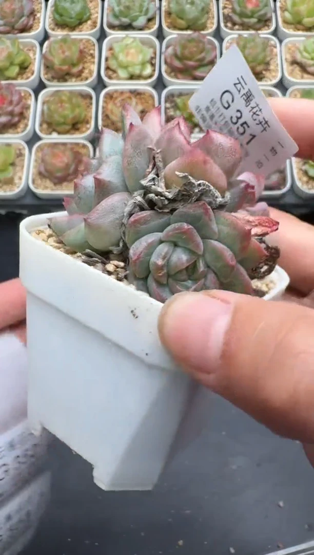 351G云禹多肉植物 脱土纸巾打包 3颗包邮