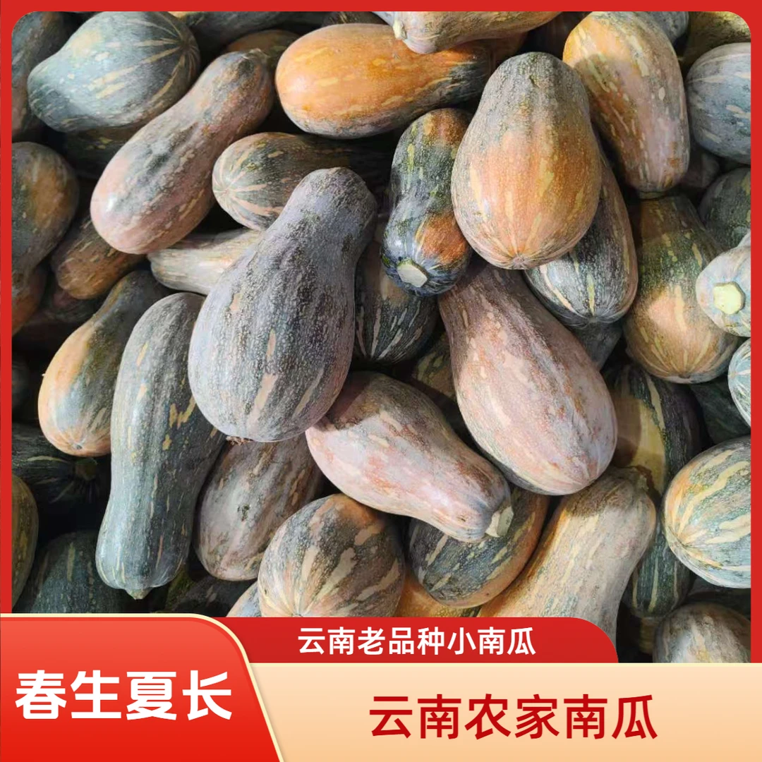 云南农家自种老品种小南瓜新鲜粉糯老品种南瓜当季现摘