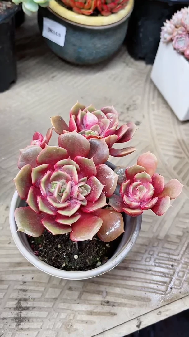 【闪购商品】13070