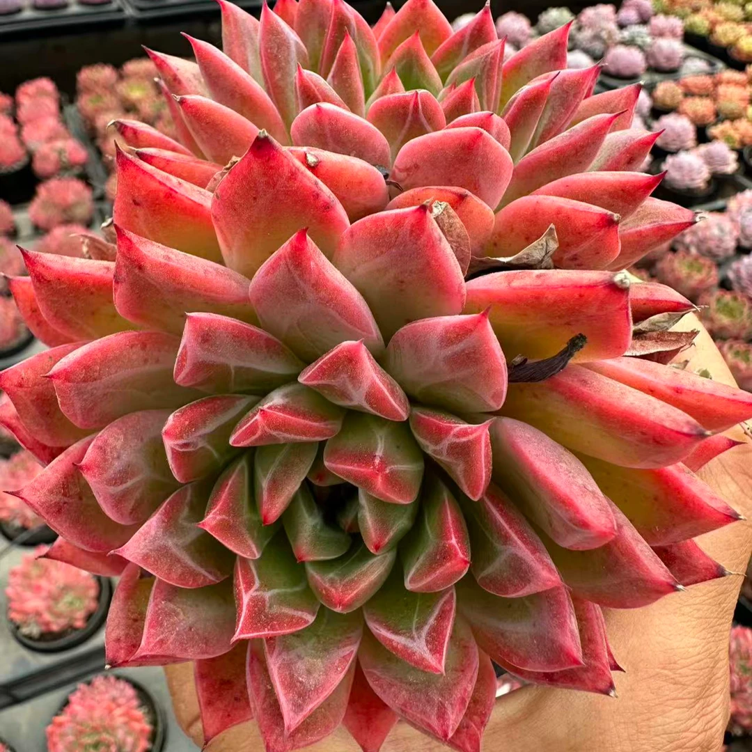 9#大塘盛世双头多肉植物  前男友精品多肉