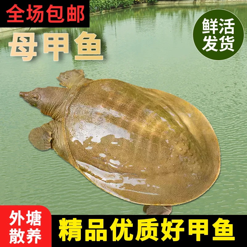 [一物一拍] 外塘生态母甲鱼