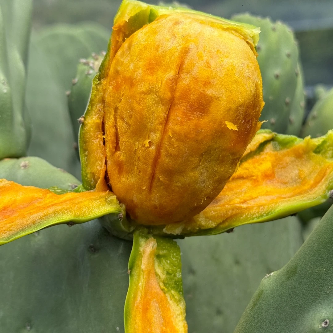 金茶黄心可食用无刺软籽仙人掌果大黄果