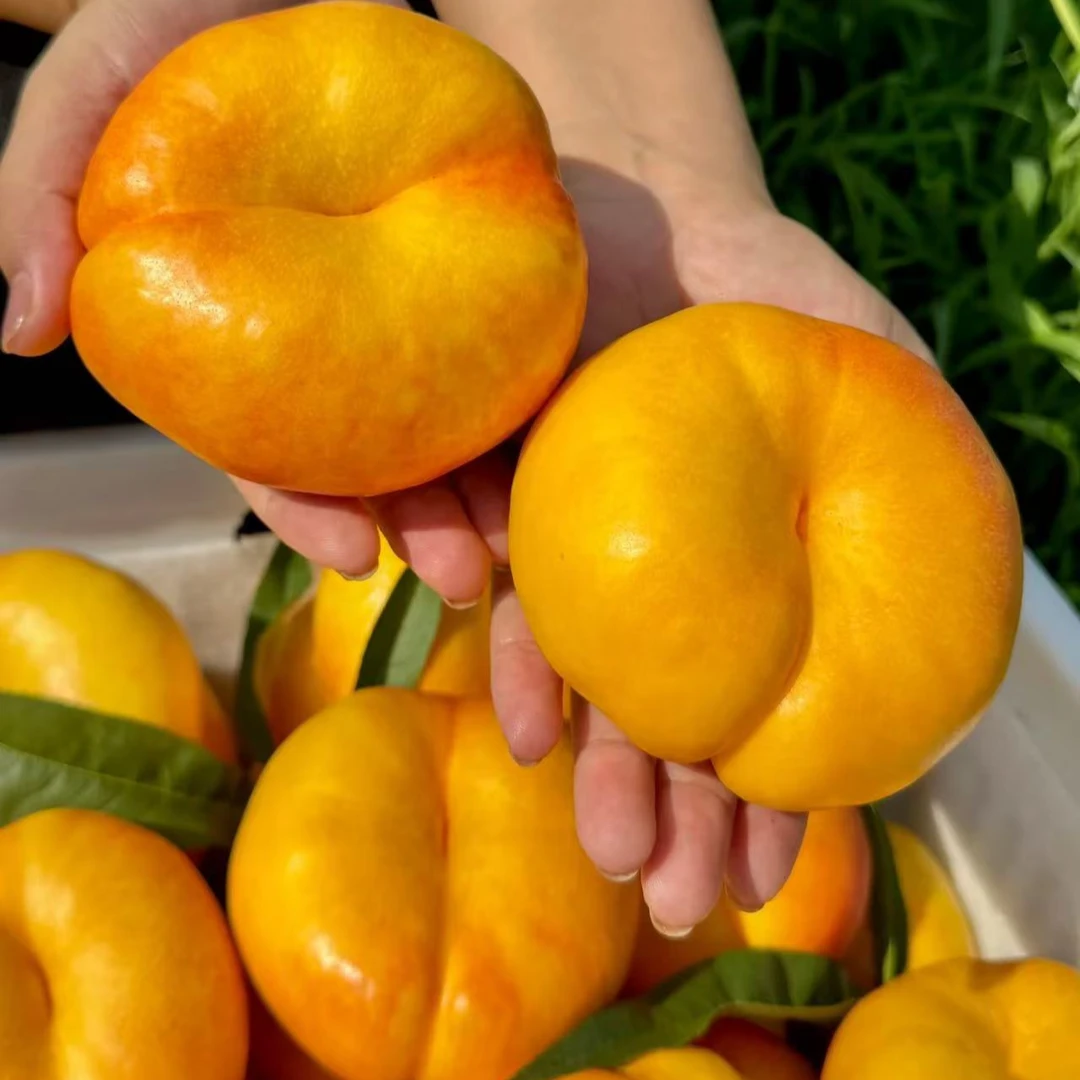 【腾岩专属】山东蒙阴黄金油蟠桃纯甜无酸新鲜产地直采 坏果包赔