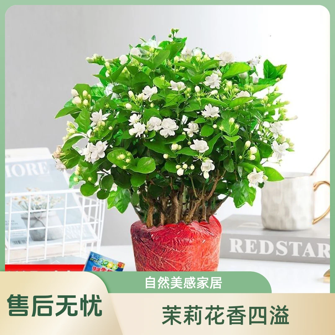 茉莉花盆栽带花苞室内种植四季开花浓香好养绿植
