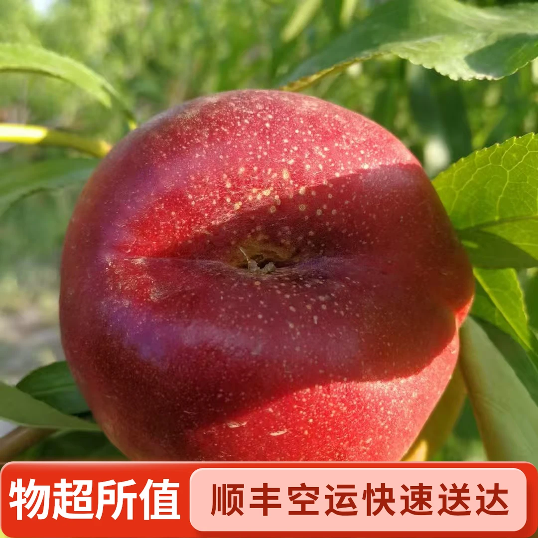 【顺丰空运】新疆石河子花果山红油蟠桃脆甜多汁 桃香浓郁 产地直发