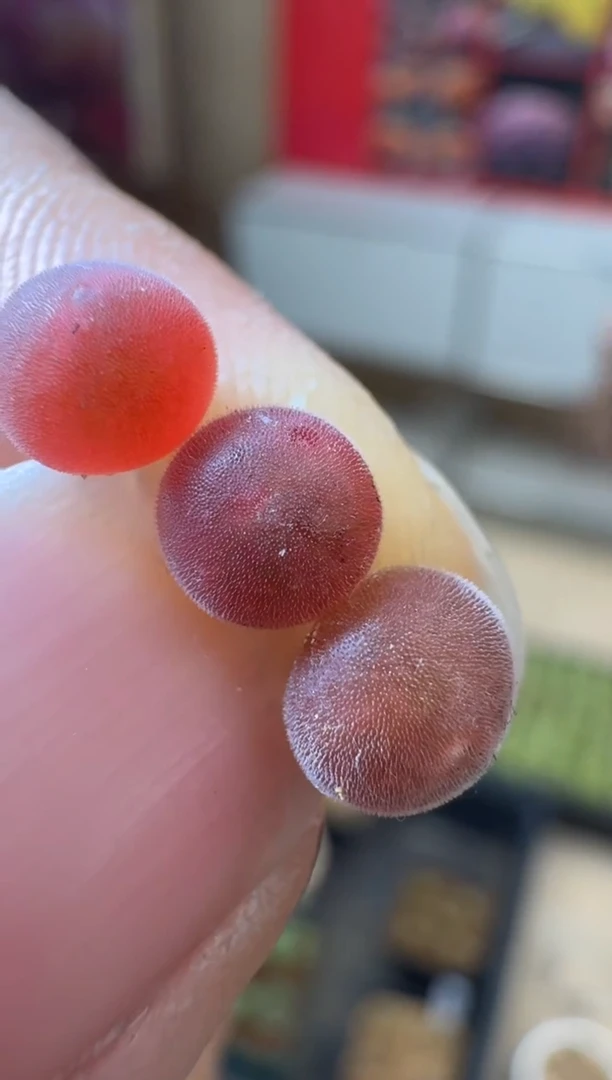 【闪购商品】30-12优选粉空蝉一颗