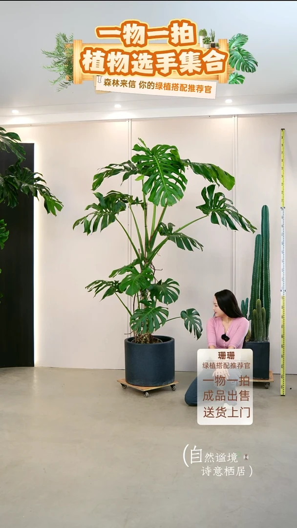 无花朵C***d老桩龟背竹连盆种好栽好一整套送货上门