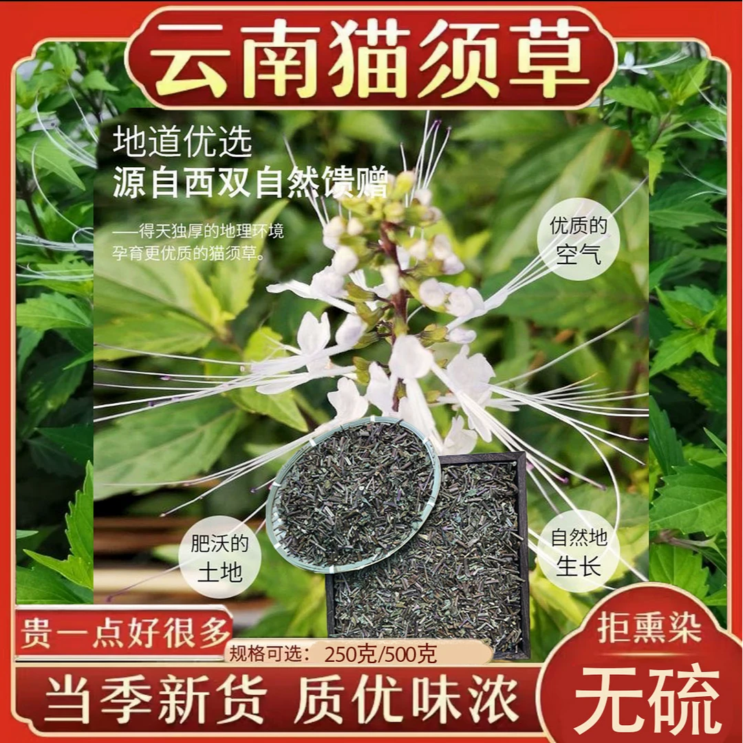 【店铺热销】云南西双版纳猫须草新鲜当季肾茶肾精茶清凉泡水