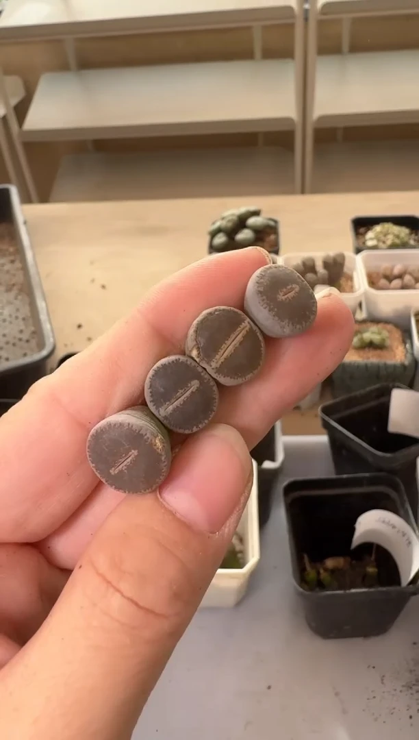 24-136多肉植物肉锥