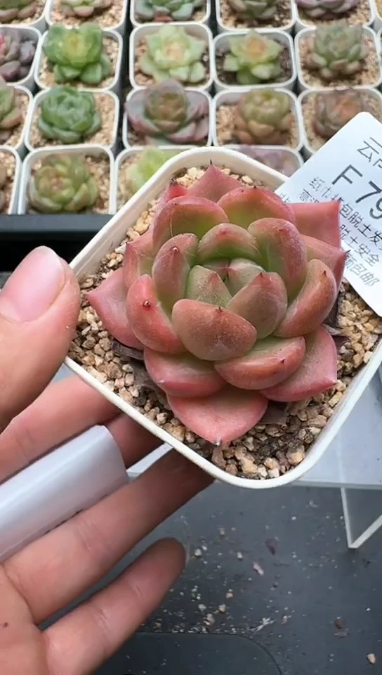 798F云禹多肉植物 默认脱土纸巾打包 3颗包邮