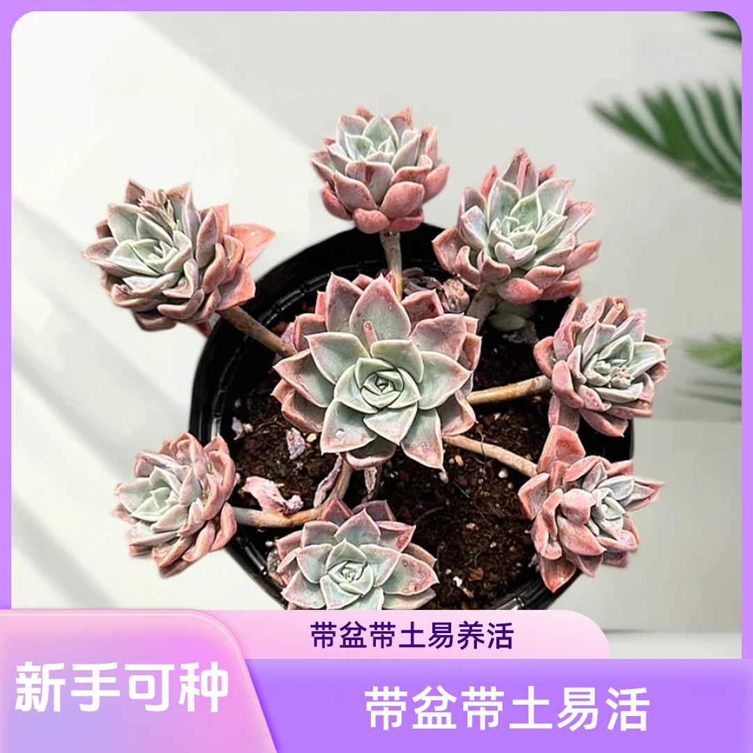 挚爱 哈里沃森【带盆土】适合新手阳台室外 多肉植物