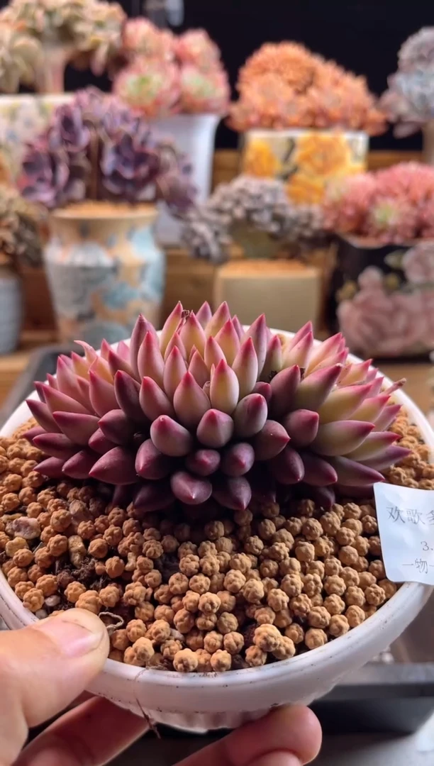 【闪购商品】3.7-12车厘子彩体