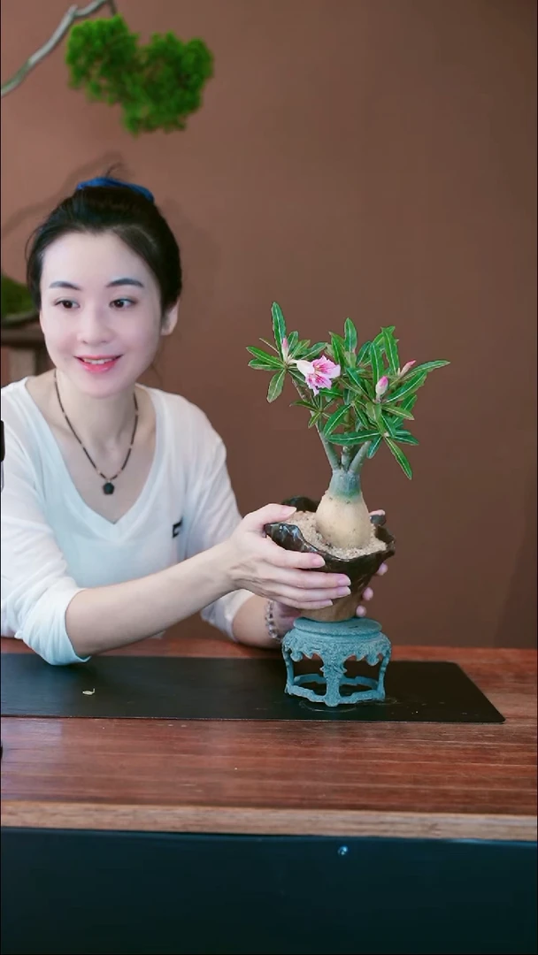 无花朵沙漠玫瑰盆景盆景盆景