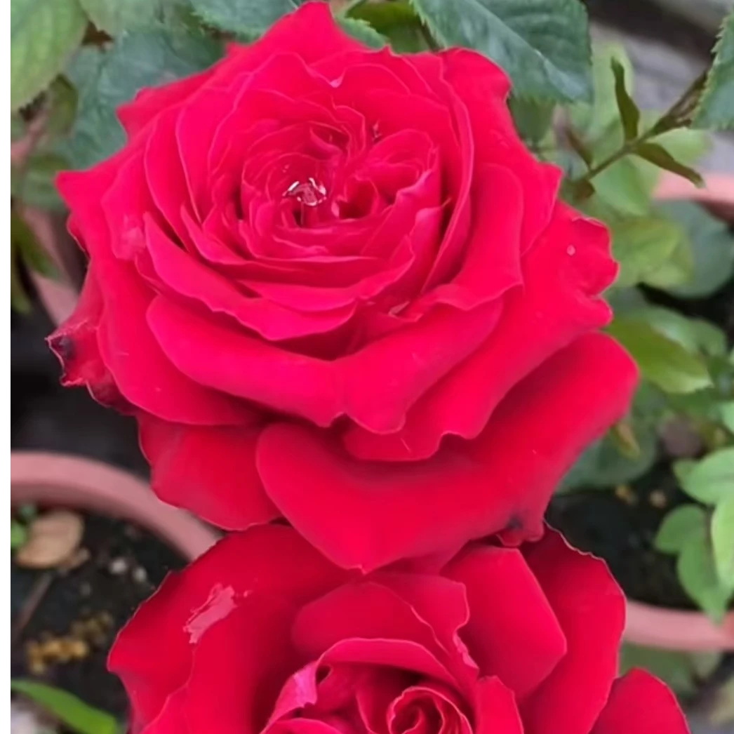 【卓昂玫瑰园】维多利亚热情月季大切花玫瑰直立勤花 耐开抗病 多季