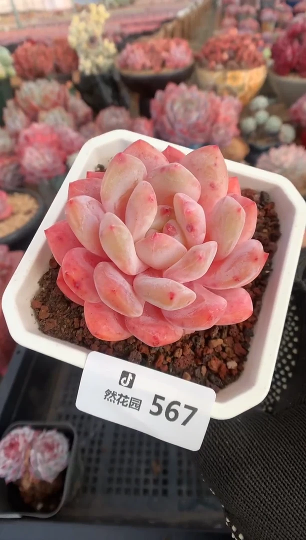567雪天使多肉植物一物一拍