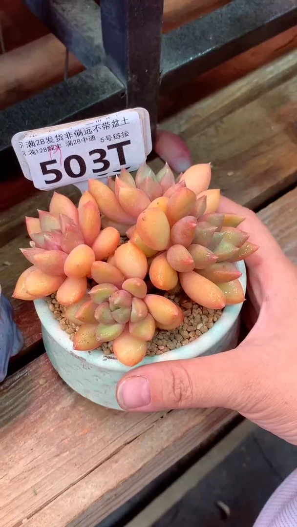 503T(一物一拍实付满28发货，默认不带盆土）
