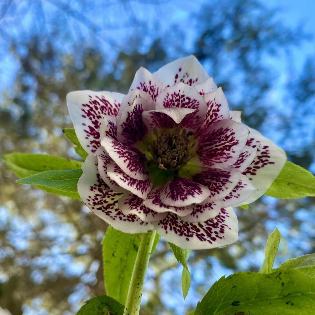 铁筷子花苗盆栽带花室内耐寒花卉花期长多年生地栽植物好养