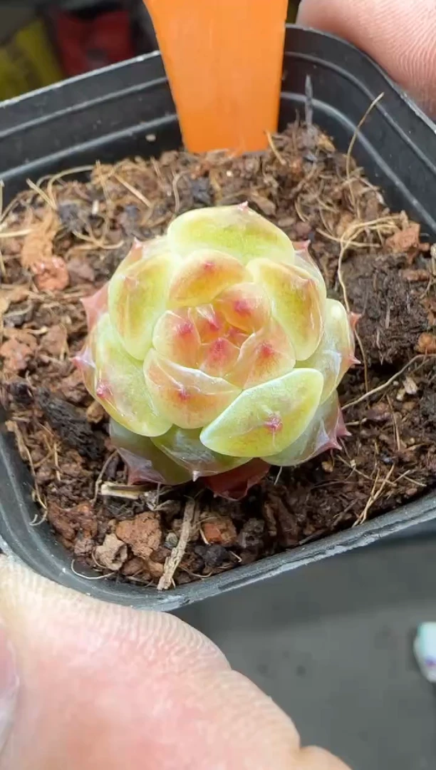 【闪购商品】一物一拍0216—425