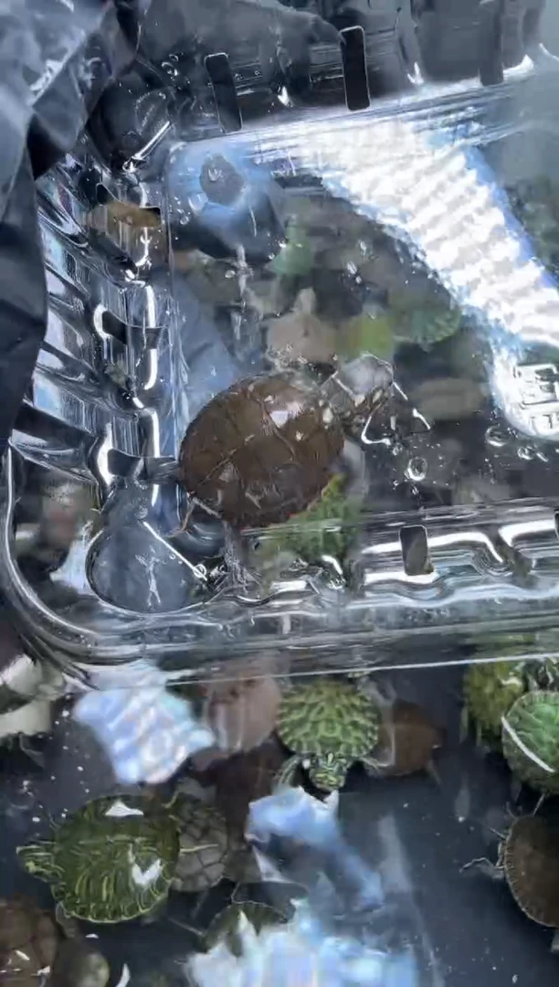 公母搭配宠物龟40号闪购