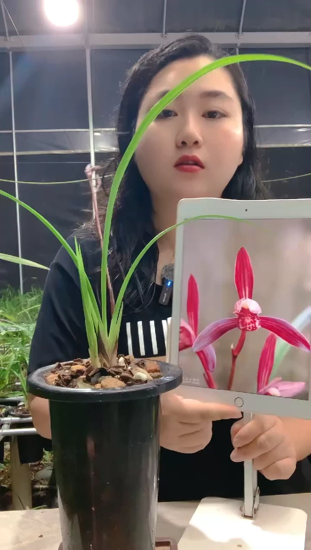 当前无花朵，栽培后可花朵s****儿墨宝