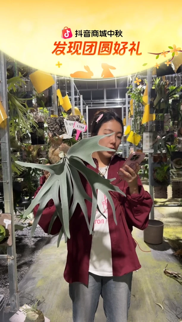 不开花植物L764-zombie鹿角蕨